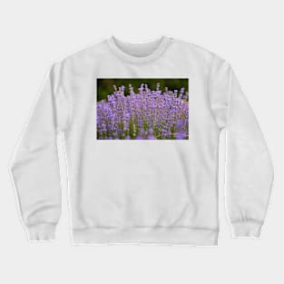 Lavender flowers closeup Crewneck Sweatshirt